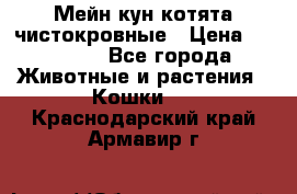 Мейн-кун котята чистокровные › Цена ­ 25 000 - Все города Животные и растения » Кошки   . Краснодарский край,Армавир г.